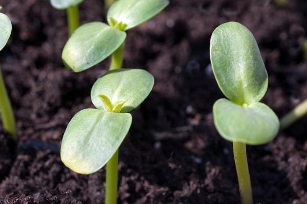 种子植物的种类，分为裸子植物、被子植物