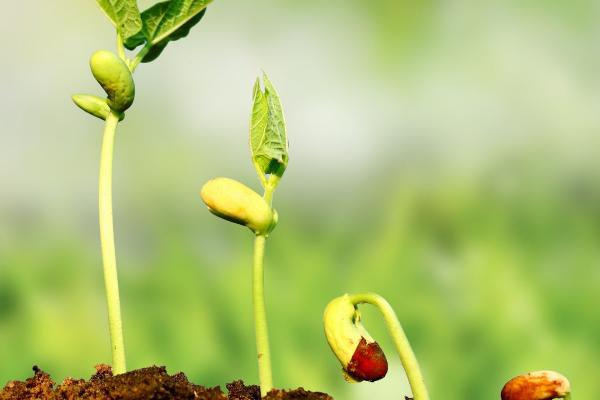 种子植物的种类，分为裸子植物、被子植物