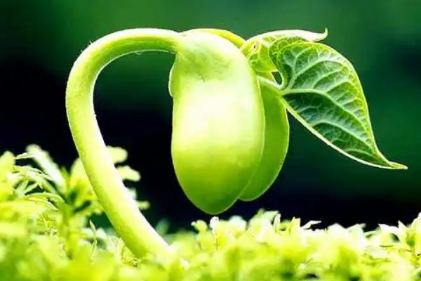 种子植物的种类，分为裸子植物、被子植物