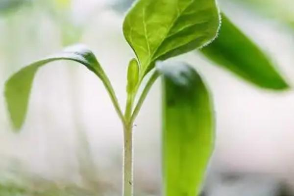 种子植物的种类，分为裸子植物、被子植物