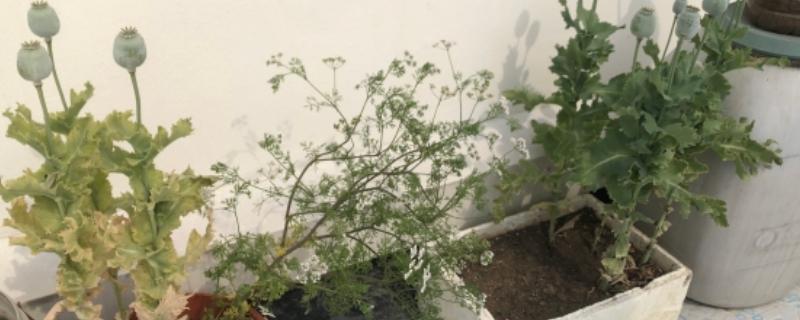 在室内怎么种植罂粟，进入花期时要施肥一到两次