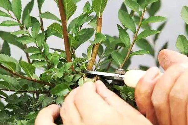 家里能不能养人参榕，在家中养殖可用来观赏美化环境