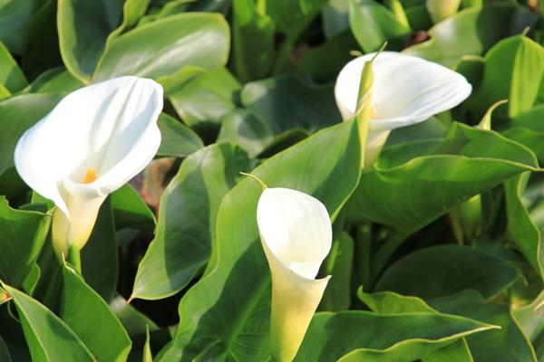 海芋花与马蹄莲有什么区别，品种、花叶、习性均不同