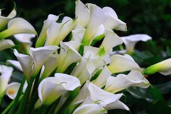 海芋花与马蹄莲有什么区别，品种、花叶、习性均不同