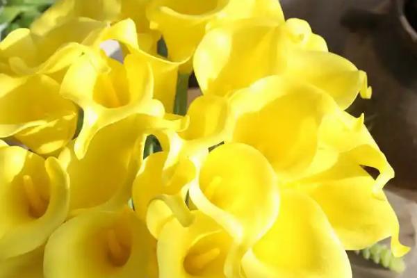 海芋花与马蹄莲有什么区别，品种、花叶、习性均不同