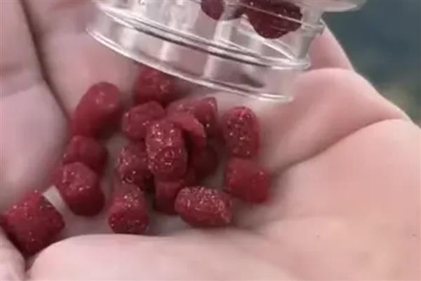 怎么用带皮筋的红虫饵颗粒，可直接挂钩作钓