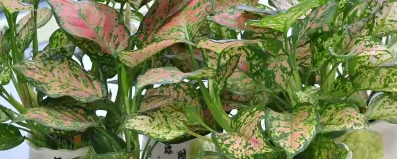 如意皇后花是不是高档花，如意皇后花是高档花