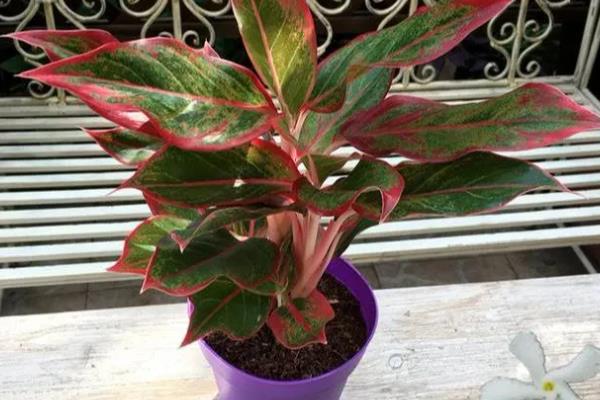 如意皇后花是不是高档花，如意皇后花是高档花