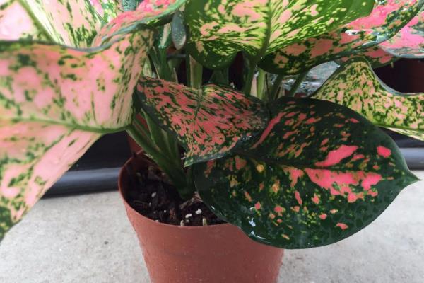 如意皇后花是不是高档花，如意皇后花是高档花