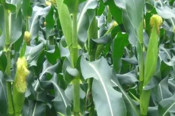 白甜糯13玉米品种简介,基肥每亩施30千克