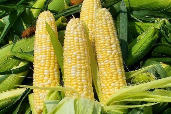 彩玉69玉米种子特点，4月中旬播种