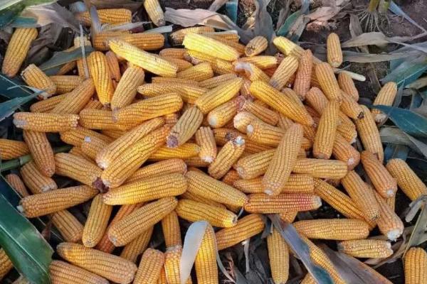 白甜糯13玉米品种简介,基肥每亩施30千克