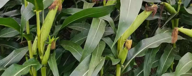 航玉169玉米品种的特性，注意及早防治大斑病和茎腐病