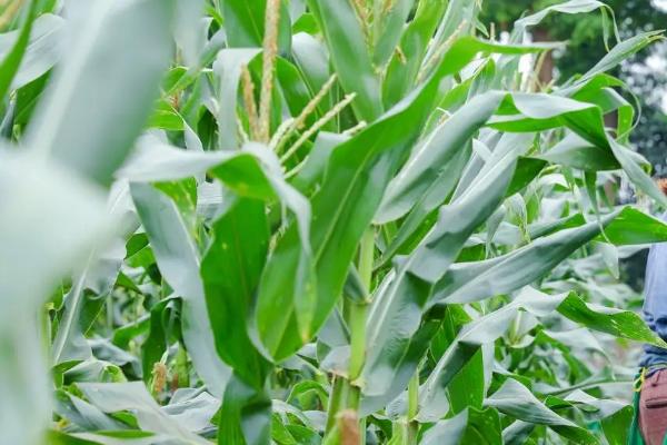 航玉169玉米品种的特性，注意及早防治大斑病和茎腐病