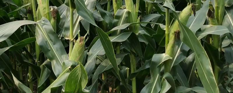 白甜糯13玉米品种简介,基肥每亩施30千克