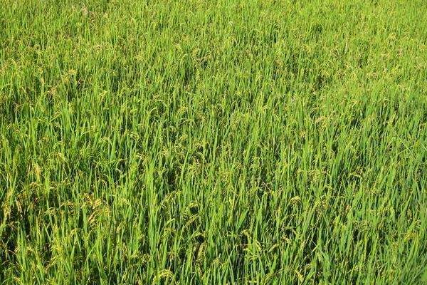 峰软优2903水稻种子简介，注意防治白叶枯病