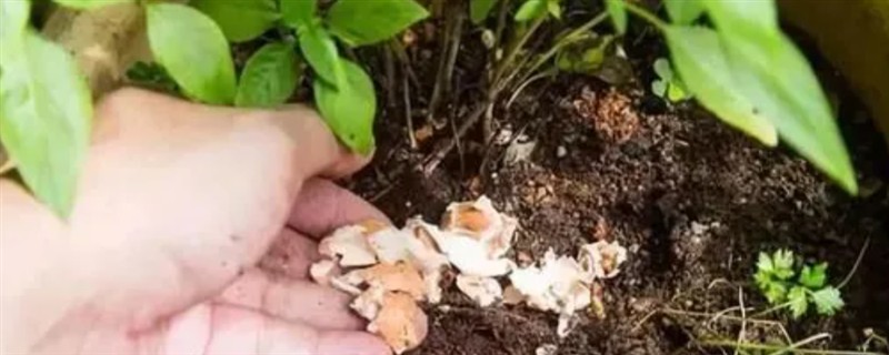 坏鸡蛋能不能给花做肥料，坏鸡蛋可以给花做肥料