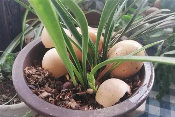 坏鸡蛋能不能给花做肥料，坏鸡蛋可以给花做肥料