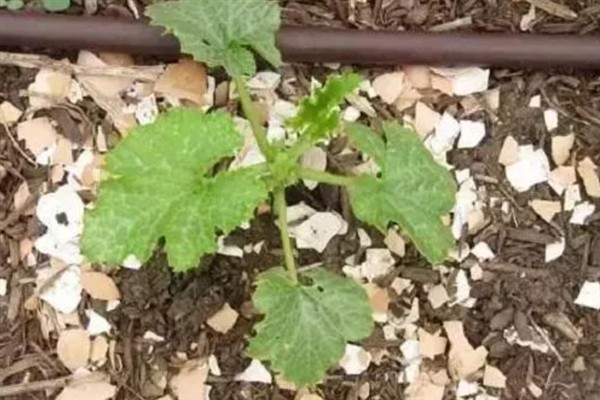 坏鸡蛋能不能给花做肥料，坏鸡蛋可以给花做肥料