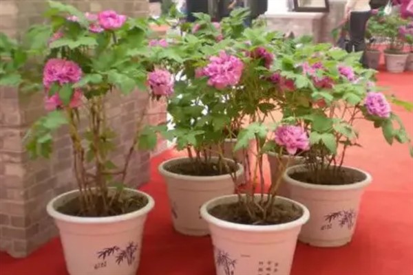 牡丹苗怎么养殖，每隔10-15天追施一次复合肥