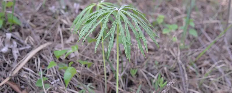 兔儿伞的产地,主产于东北地区