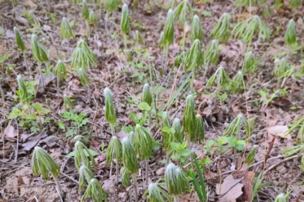 兔儿伞的产地，主产于东北地区