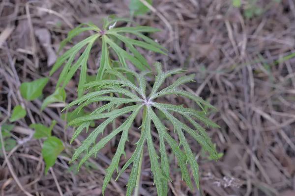 兔儿伞的产地，主产于东北地区
