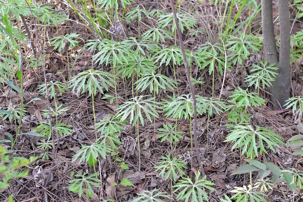 兔儿伞的产地，主产于东北地区