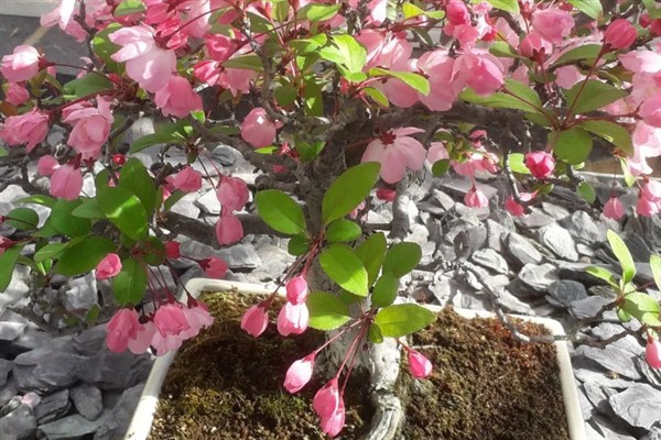 北美海棠开花所需时间，一般要养护3-5年才能开放