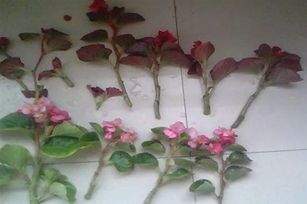 北美海棠开花所需时间，一般要养护3-5年才能开放