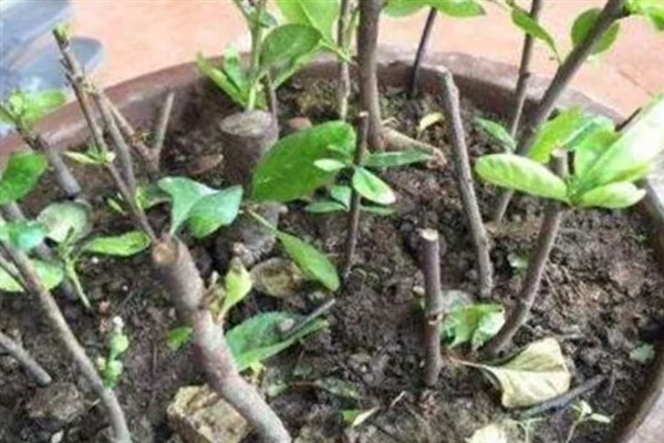 北美海棠开花所需时间，一般要养护3-5年才能开放