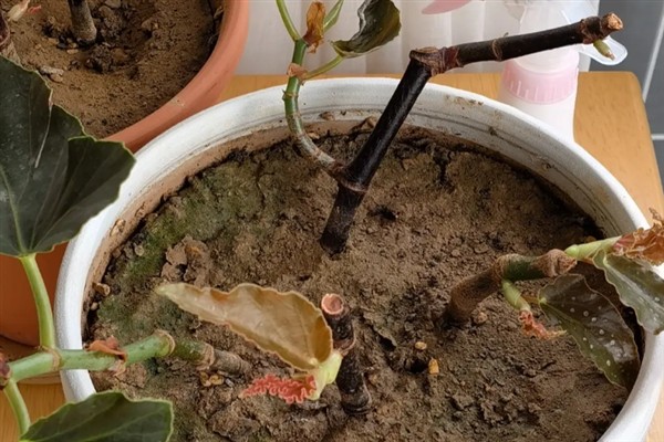 北美海棠开花所需时间，一般要养护3-5年才能开放