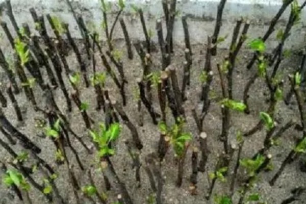 北美海棠开花所需时间，一般要养护3-5年才能开放
