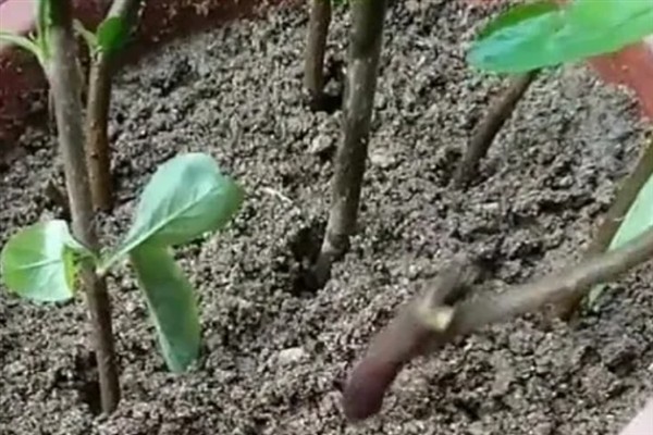 北美海棠开花所需时间，一般要养护3-5年才能开放