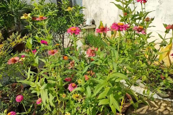 卧室里能不能养菊花，既能美化环境又能净化空气