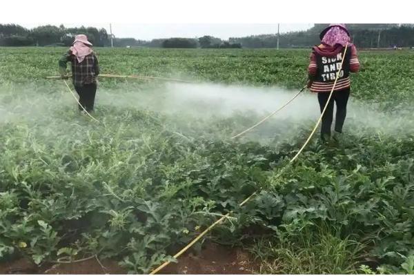 夏季高温天气如何打药，在早上9点前或下午4点后喷施