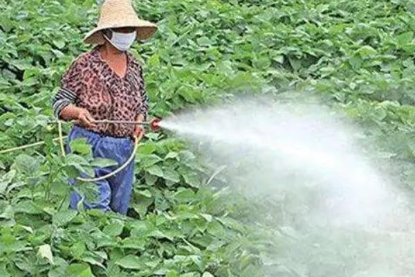 夏季高温天气如何打药，在早上9点前或下午4点后喷施