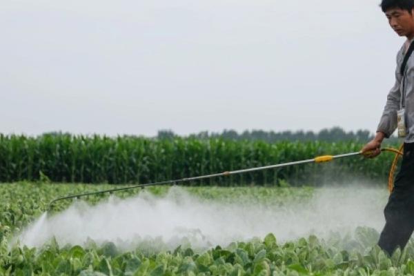 夏季高温天气如何打药，在早上9点前或下午4点后喷施