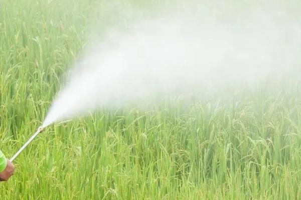 夏季高温天气如何打药，在早上9点前或下午4点后喷施