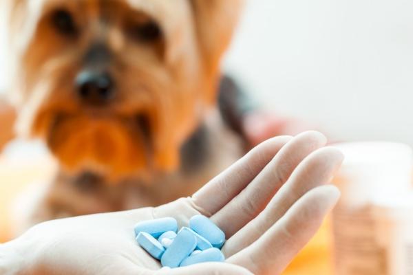 狗狗掉牙会感冒发烧吗，不注意防护的话会导致感冒