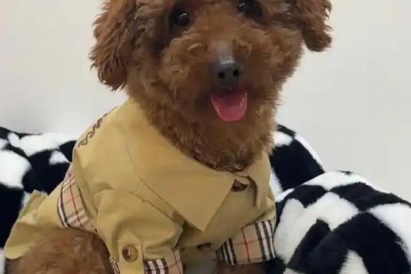 狗狗掉牙会感冒发烧吗，不注意防护的话会导致感冒