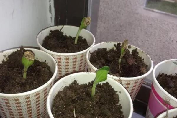 飞碟瓜的栽培技术，要及时进行绑蔓