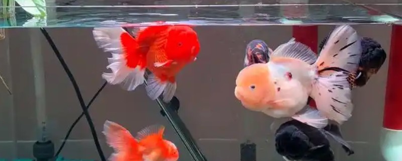 金鱼失鳔的原因及治疗方法，可能是水质太差所致