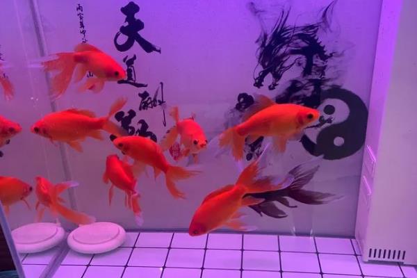 金鱼失鳔的原因及治疗方法，可能是水质太差所致