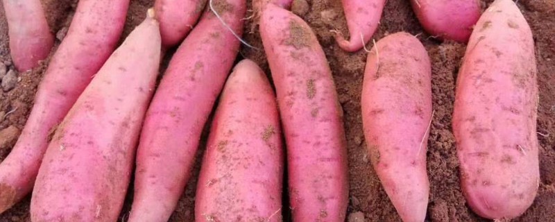 烟薯25的亩产量，约为3000-4000kg一亩