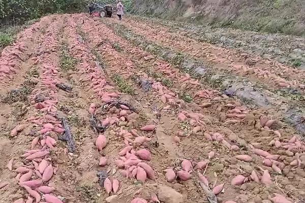 烟薯25的亩产量，约为3000-4000kg一亩