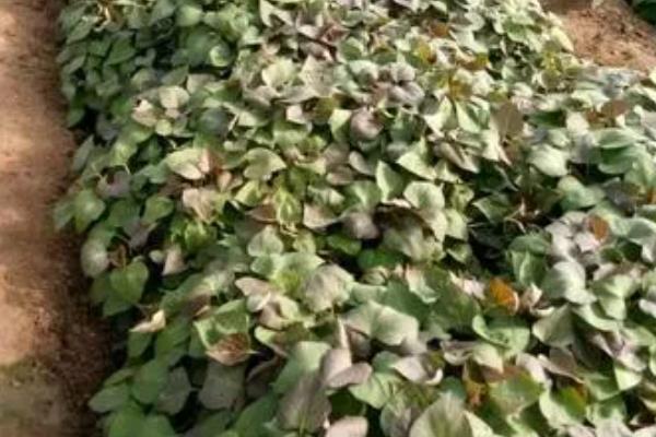 烟薯25的亩产量，约为3000-4000kg一亩