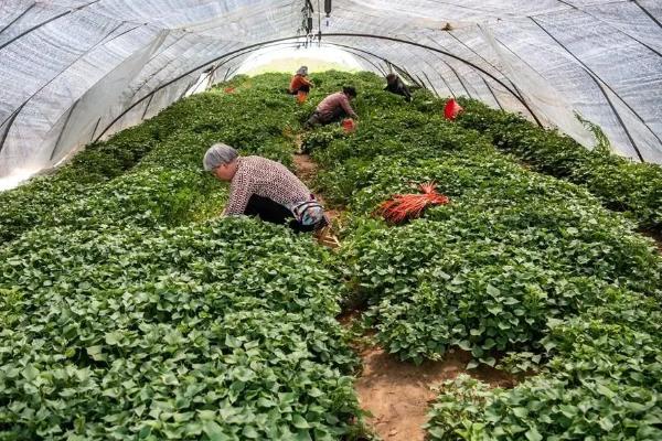 烟薯25的亩产量，约为3000-4000kg一亩