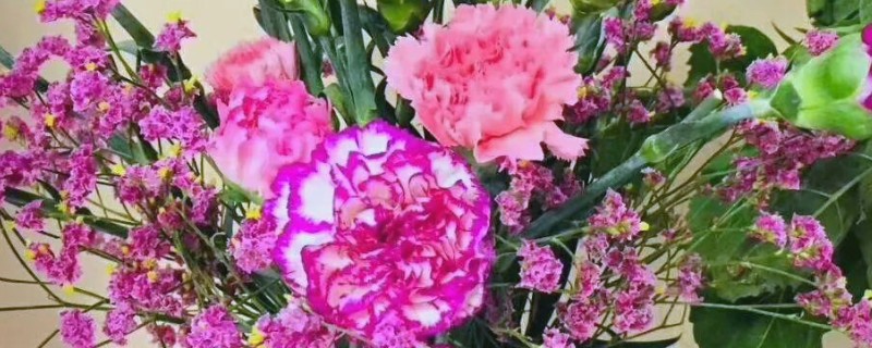 康乃馨一年开多少次花，一年只开一次花