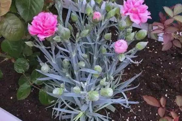 康乃馨一年开多少次花，一年只开一次花